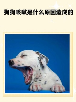 狗狗老咳嗽怎么办？狗狗为啥老咳嗽（最新）