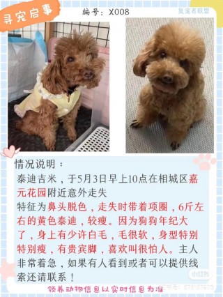 捡了一只狗狗怎么处理，捡了一只狗怎么办？