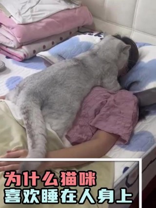 猫咪为什么喜欢睡人身上，（猫为什么爱睡人身上）