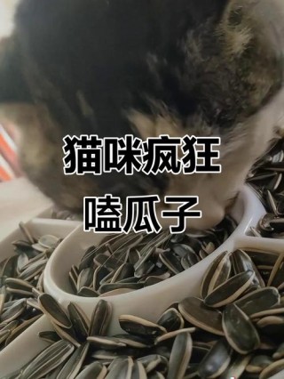 猫咪能吃瓜子么，（猫儿能吃瓜子吗）