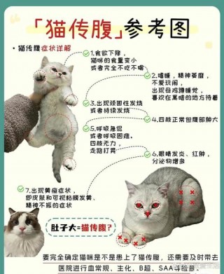 猫咪腹膜炎怎么治疗？猫咪腹膜炎治疗费用（最新）