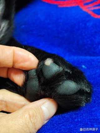 狗狗肉垫粗糙怎么护理，狗子肉垫粗糙怎么办？