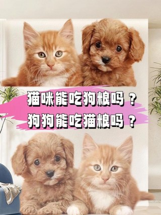 猫猫可以吃狗粮吗，猫猫可以吃狗粮嘛？