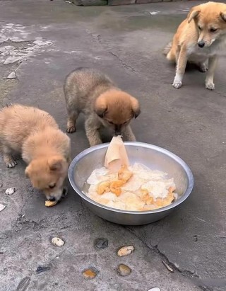 狗狗吃馒头的危害？狗狗吃馒头的危害有哪些（最新）