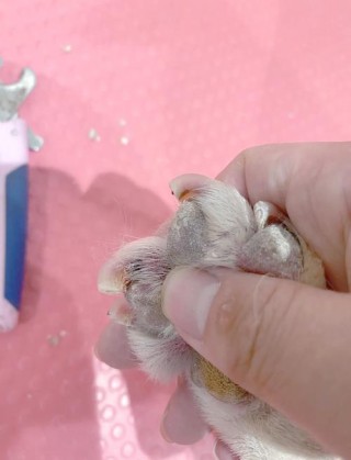 狗狗的指甲应该留多长？狗狗指甲长要剪吗（最新）