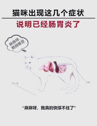 猫咪肠胃炎的症状，猫咪肠胃炎的症状吃什么药？