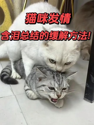 猫咪几个月发情，猫咪几个月发情一次？