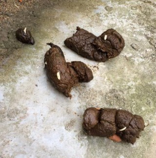 狗狗拉虫子吃什么药？狗狗拉虫子怎么治（最新）