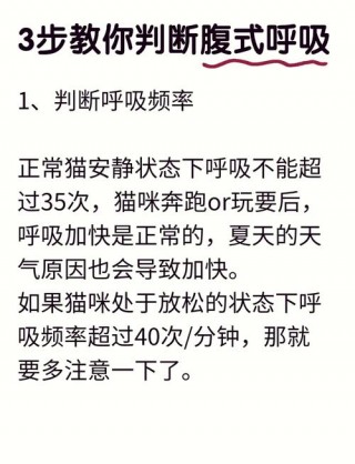 猫猫呼吸急促，猫猫呼吸急促,没精神,没有食欲？