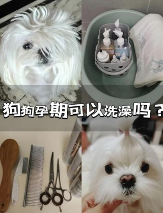 狗狗怀孕了能洗澡吗，狗狗怀孕了可以洗澡吗？