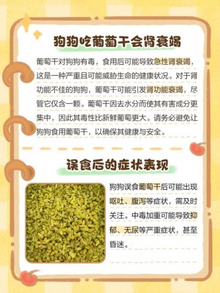 狗狗吃了葡萄干怎么办？狗狗吃了葡萄干的症状（最新）