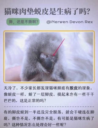 猫咪的汗腺在哪里，（猫的汗液在哪里）