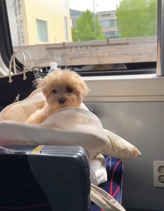 狗狗可以坐高铁吗？狗狗可以坐高铁吗能有票吗（最新）