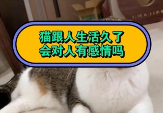 猫咪之间有爱情吗，猫咪之间有爱情吗知乎？