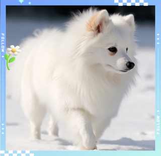 大眼狗狗的品种？大眼狗狗叫什么名字（最新）