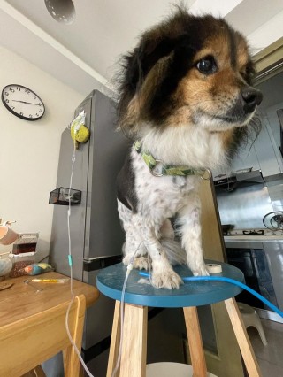 狗狗不打疫苗能活多久，（狗狗不打打疫苗行不）