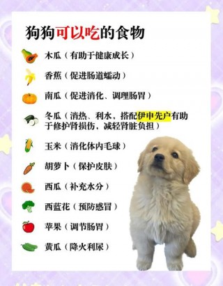 狗狗可以吃饭吗，（狗狗可以吃米饭吗）