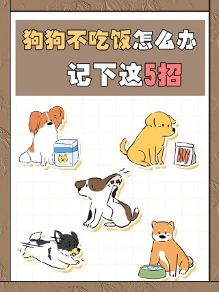 狗狗不吃饭是怎么回事，狗狗不吃饭是怎么回事只喝水？