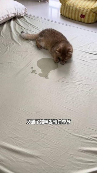 猫咪夏天会发情吗，（猫咪夏天会不会发情）