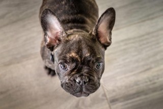 狗狗把肚皮朝向你说明什么，狗把肚皮朝主人？