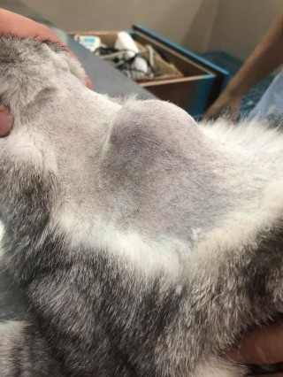 猫咪脖子上有个鼓包，（猫咪脖子上有个鼓包是打针打的嘛）