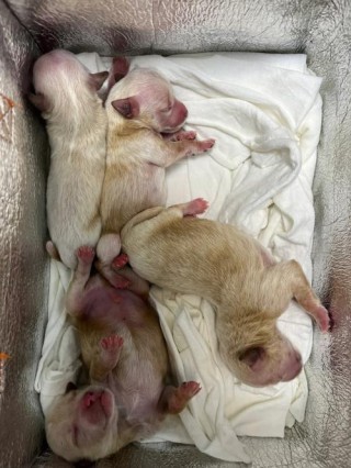 吃奶的狗狗拉稀怎么办？吃奶小狗拉什么屎正常（最新）