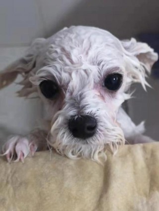 比熊狗狗多久洗一次澡，（比熊犬多久洗澡一次）