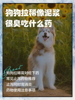 狗狗拉痢疾怎么办，（狗狗拉痢疾是什么症状）
