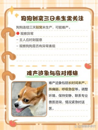 狗狗开始刨窝多久会生？狗狗开始刨窝多久会生孩子（最新）