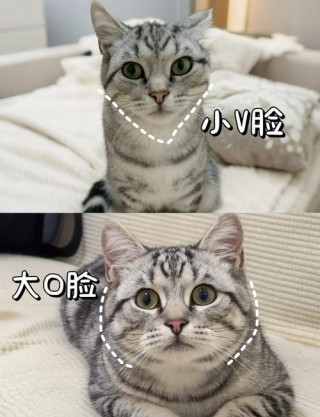 猫咪发腮什么意思？猫咪发腮有什么坏处（最新）