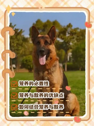 狗狗笼养好还是散养好？狗狗笼养好还是散养好一点（最新）