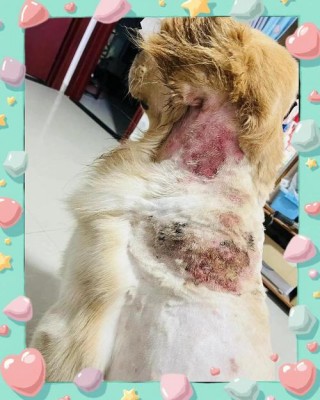 狗狗得了脓皮症根治的了吗，狗狗脓皮症会自愈吗？