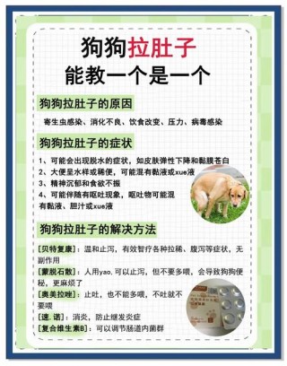 狗狗腹泻怎么办？狗狗腹泻怎么办比较好（最新）