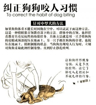 怎么教育狗狗不咬人？怎么教育狗狗不咬人呢（最新）