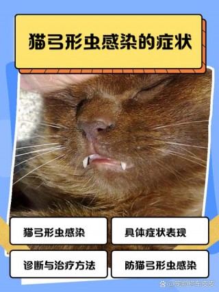 猫咪弓形虫感染的症状，（猫咪弓形虫感染的症状有哪些）