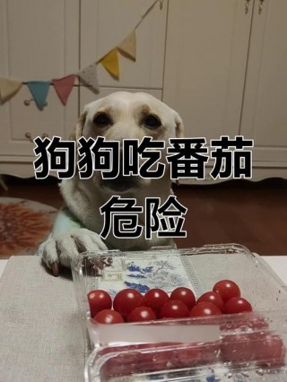 狗狗可以吃番茄酱吗，（小狗可以吃番茄酱么）