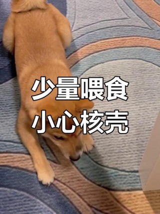 狗狗吃了桃核怎么办？狗不小心吃了桃核怎么办（最新）