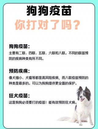 狗狗第三针疫苗什么时候打，（狗狗第三针一般什么时候）