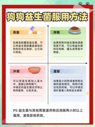 狗狗的益生菌怎么吃，（狗狗益生菌片怎么吃）
