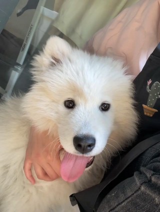 狗狗脚被门夹了怎么办？狗狗脚趾被门夹自己会好吗（最新）