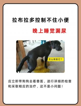 狗狗多大才会憋尿，（狗狗多大开始会憋屎憋尿）