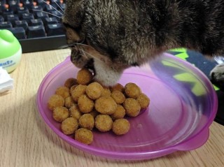 猫咪可以吃坚果吗？猫咪可以吃坚果吗?（最新）