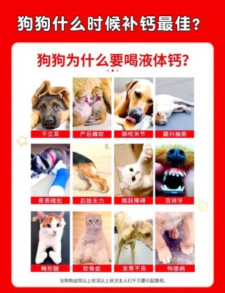 狗狗不吃钙片怎么办，（狗缺钙不吃东西）