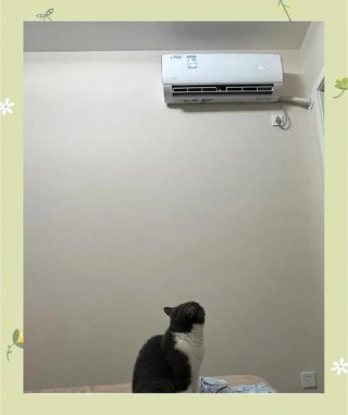 小猫咪能吹空调吗，小猫咪能吹空调吗为什么？