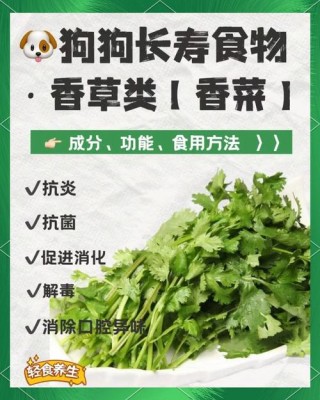 狗狗可以吃香菜吗？狗狗吃香菜吗会死吗视频（最新）
