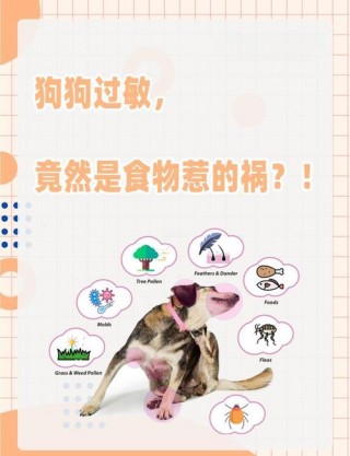 狗狗对什么过敏，（狗狗对什么过敏会脸肿）