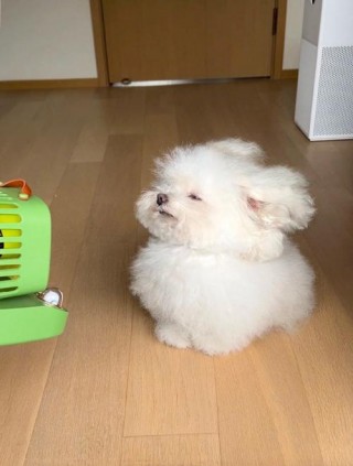 狗狗能吹电风扇吗？狗狗可以吹电风扇吗?（最新）