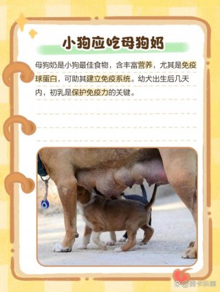 牛奶狗狗能喝吗，牛奶狗狗可以喝吗?？