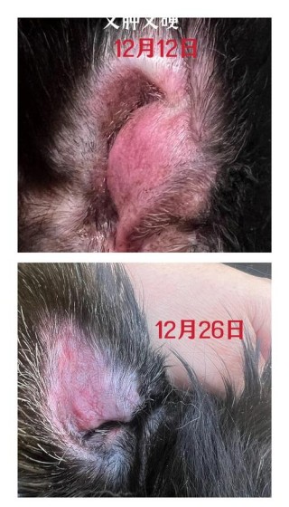 狗狗耳血肿能自愈吗，狗狗 耳血肿？