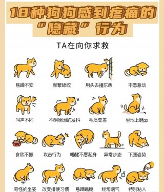 狗狗肚子疼怎么办？狗狗肚子疼怎么办快速止疼（最新）